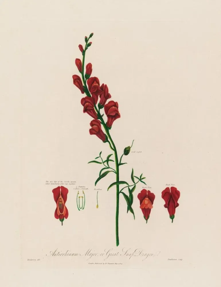 Maalaus Antirrhinum majus ou grande gueule de loup - Robert John Thornton | Taidetuloste