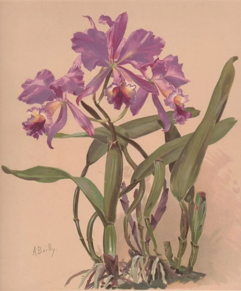 Maalaus Aquarelle d'une orchidée du genre Cattleya - Alice Bailly | Taidetuloste