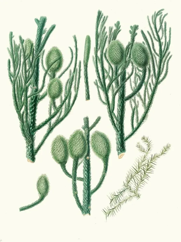 Maalaus Araucaria Cunninghamii, Moreton Bayin mänty - Aylmer Bourke Lambert | Taidetuloste