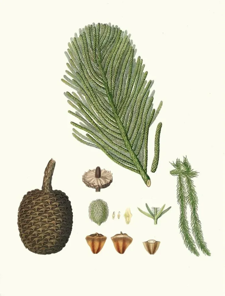 Maalaus Araucaria excelsa, Norfolkin saaren mänty - Aylmer Bourke Lambert | Taidetuloste