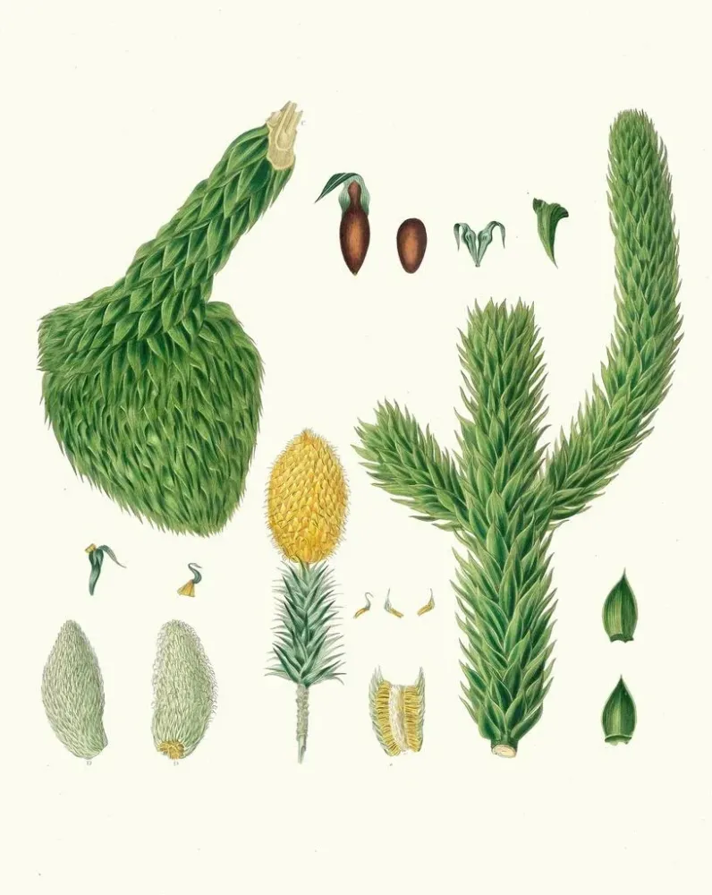 Maalaus Araucaria imbricata, Chili-pino - Aylmer Bourke Lambert | Taidetuloste