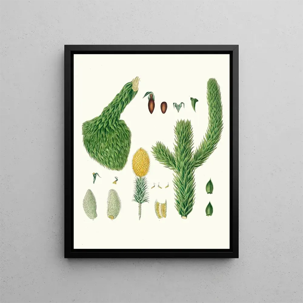 Maalaus Araucaria imbricata, Chili-pino - Aylmer Bourke Lambert | Taidetuloste