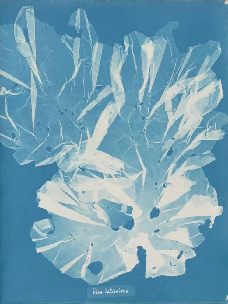 Maalaus Un arbre très large - Anna Atkins | Taidetuloste