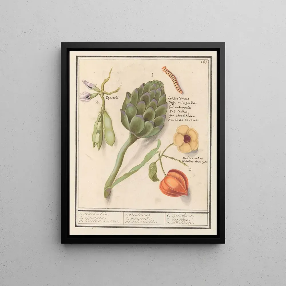 Maalaus Artisjokki Cynara scolymus vihannes Vicia faba ja lampionkasvi Physalis - Anselmus Botius de Boodt | Taidetuloste