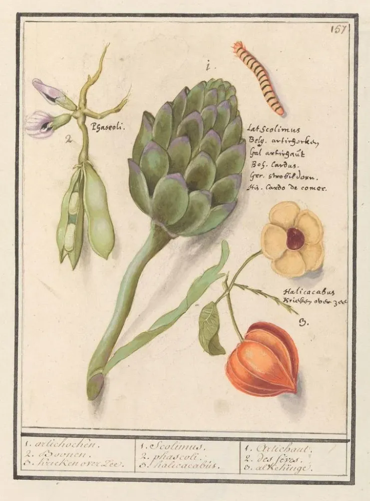 Maalaus Artisjokki Cynara scolymus vihannes Vicia faba ja lampionkasvi Physalis - Anselmus Botius de Boodt | Taidetuloste
