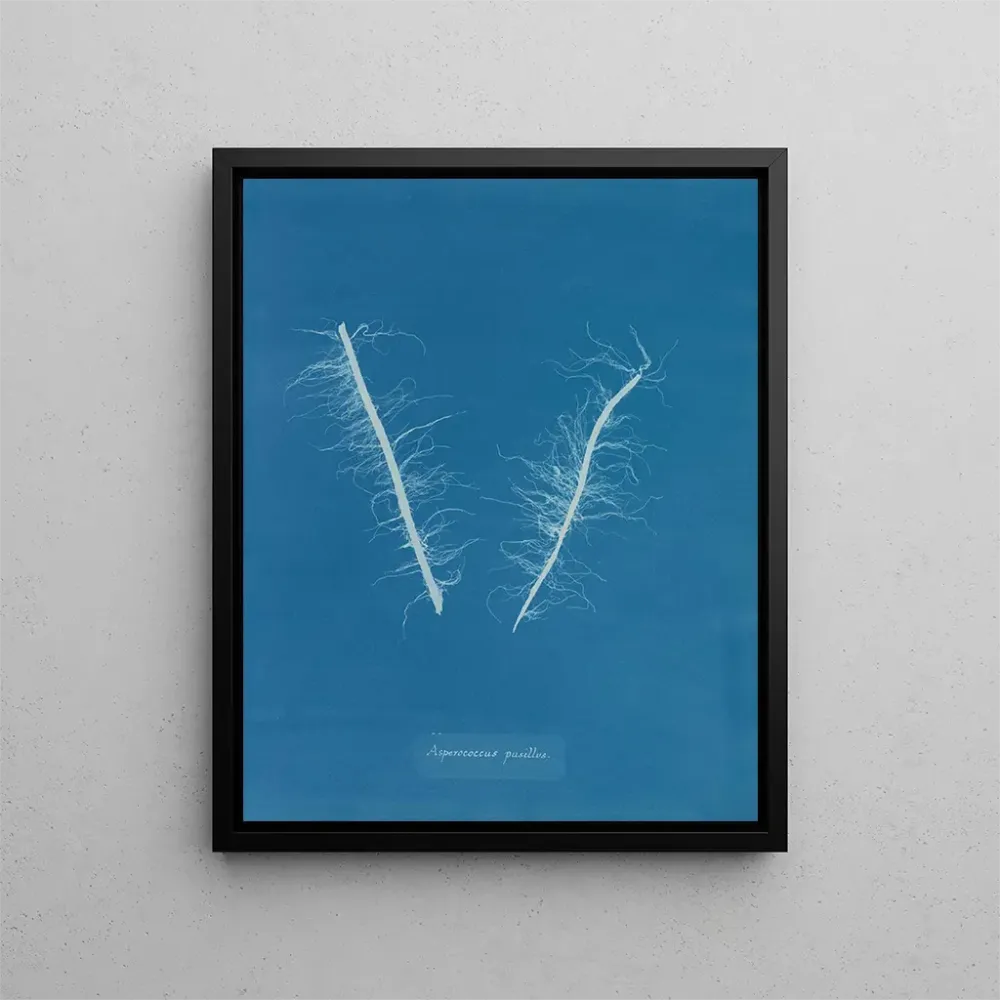 Maalaus Asperococcus minor - Anna Atkins | Taidetuloste