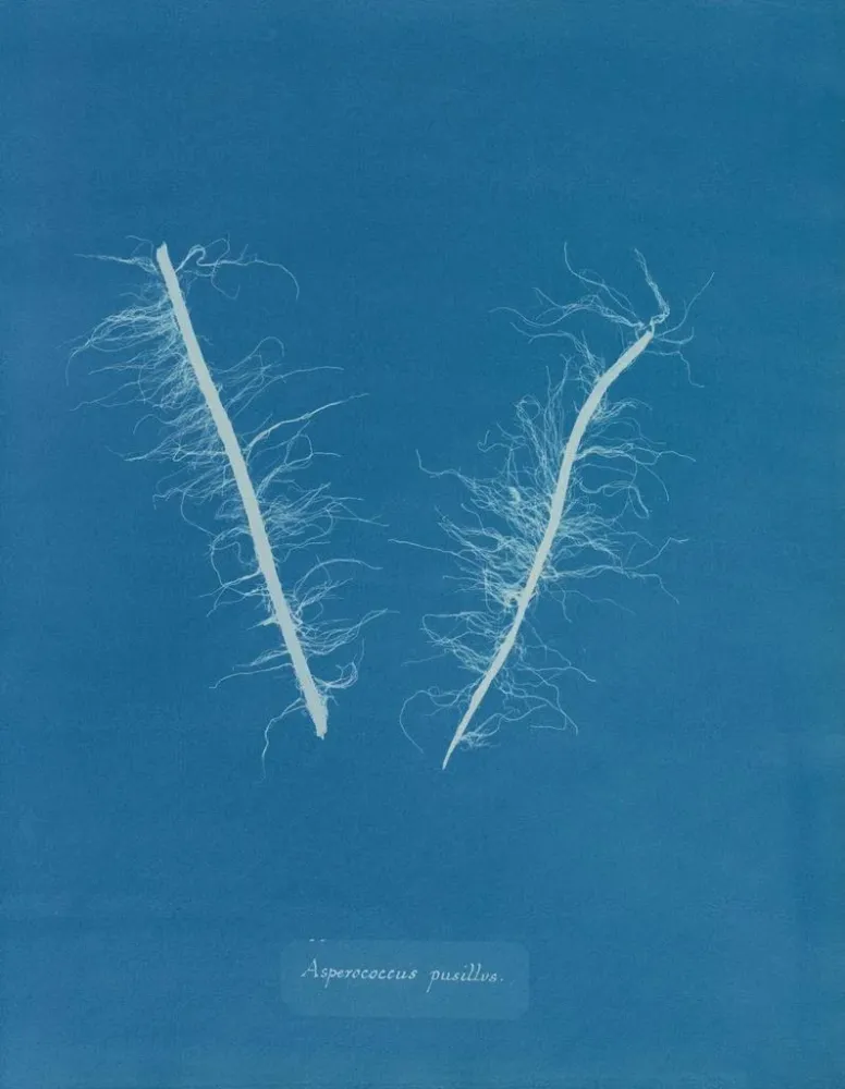 Maalaus Asperococcus minor - Anna Atkins | Taidetuloste