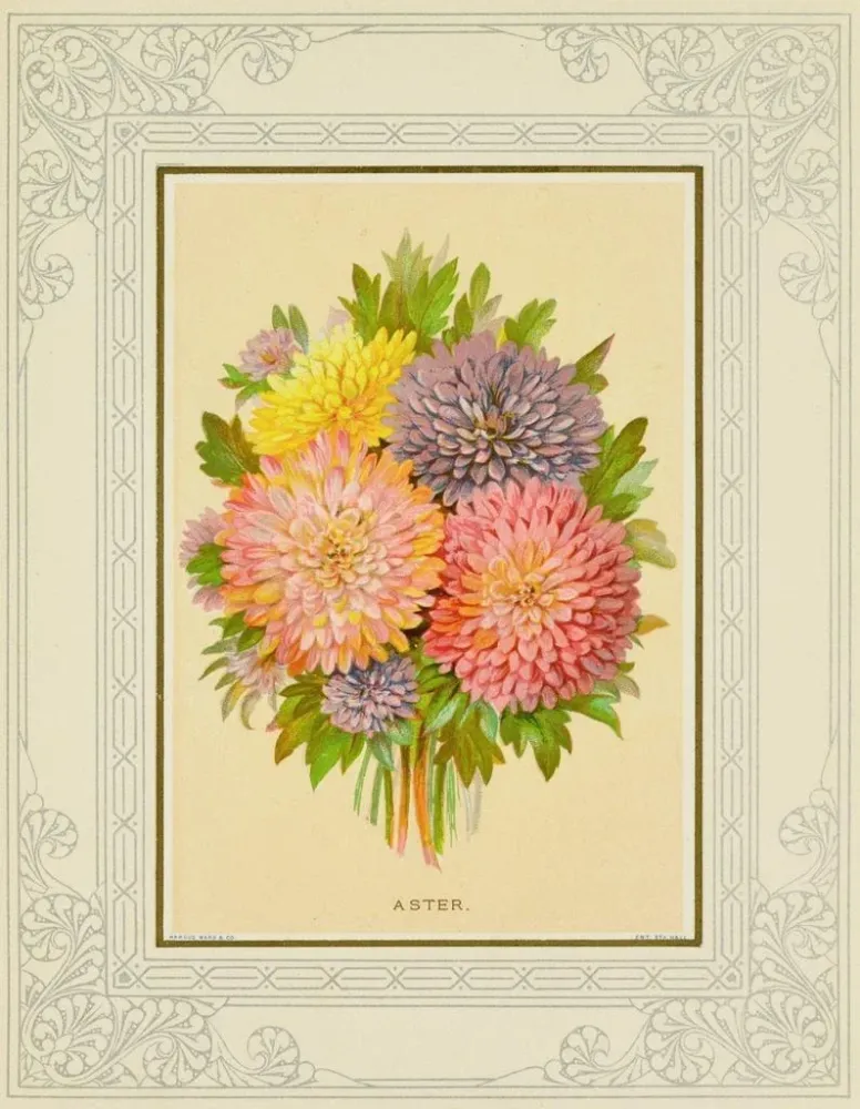 Maalaus Aster - Marcus Ward & Co. | Taidetuloste