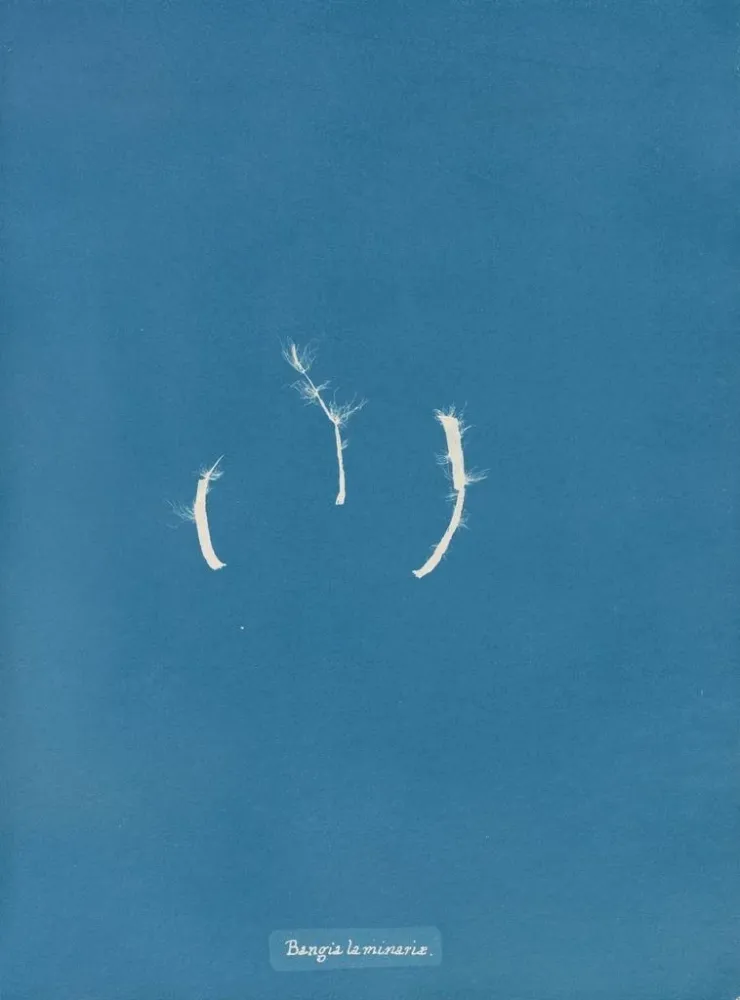 Maalaus Bangia laminariae - Anna Atkins | Taidetuloste