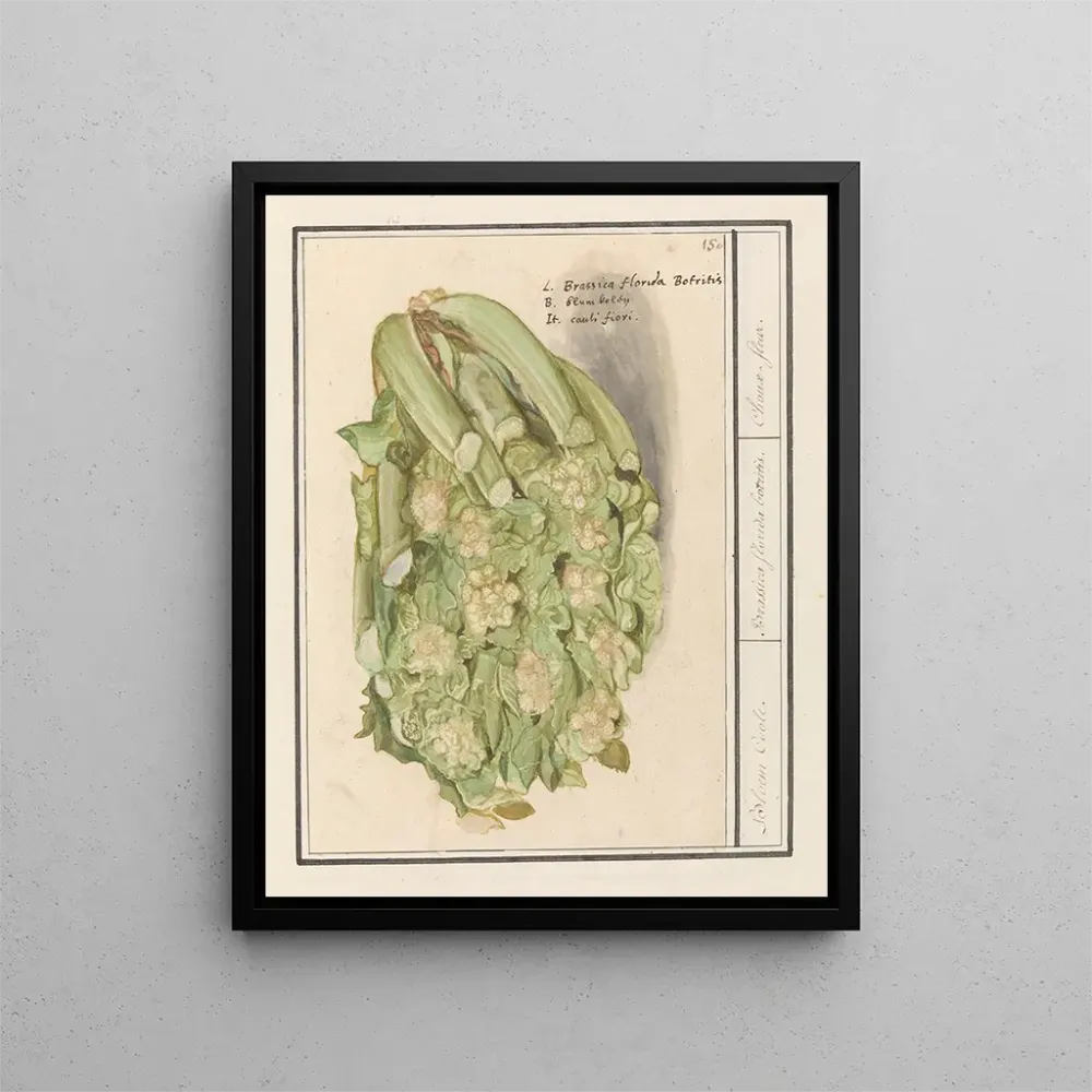 Maalaus Bloemkool Brassica oleracea convar botrytis var Botrytis - Anselmus Botius de Boodt | Taidetuloste