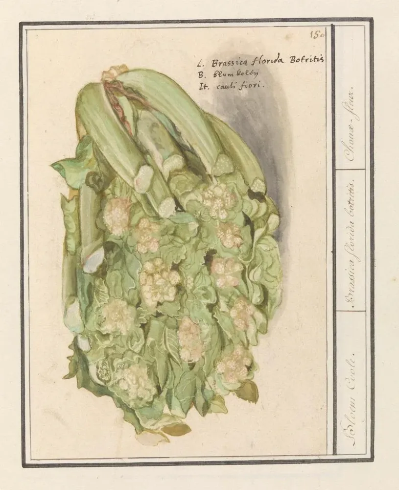 Maalaus Bloemkool Brassica oleracea convar botrytis var Botrytis - Anselmus Botius de Boodt | Taidetuloste