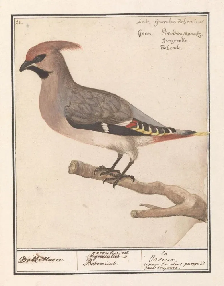 Maalaus Bombycilla Pestvogel bavarde - Anselmus Botius de Boodt | Taidetuloste