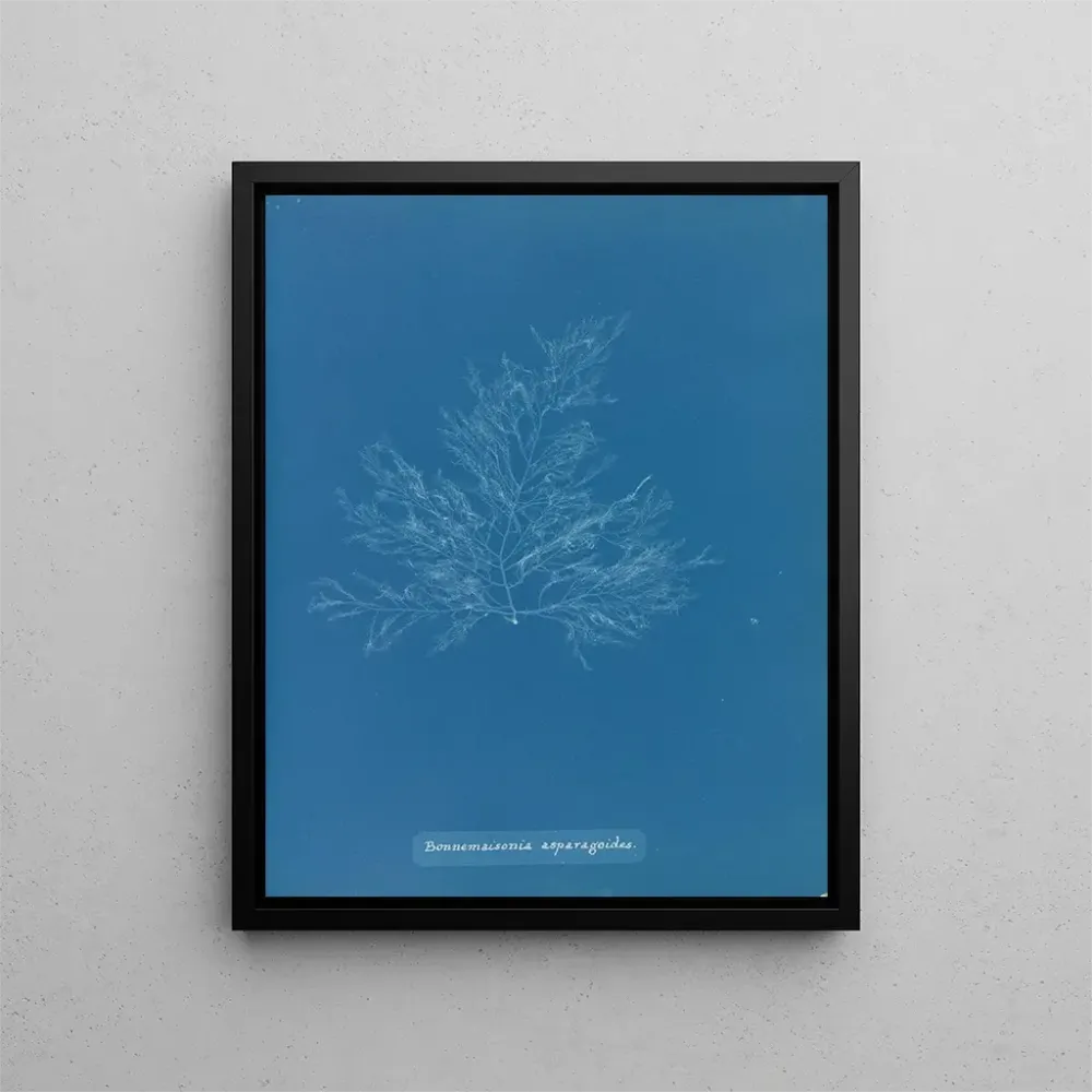 Maalaus Bonnemaisonia asparagoides - Anna Atkins | Taidetuloste