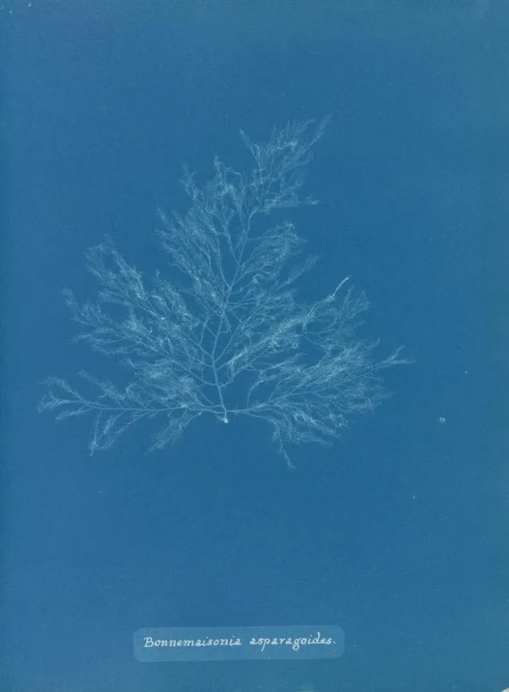 Maalaus Bonnemaisonia asparagoides - Anna Atkins | Taidetuloste
