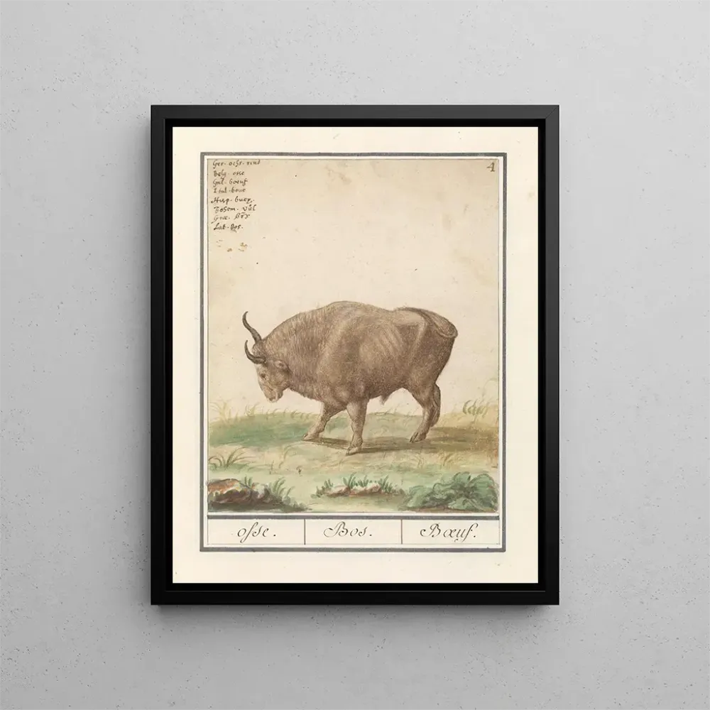 Maalaus Bœuf Bos taurus bœufs Bos Bœuf - Anselmus Botius de Boodt | Taidetuloste