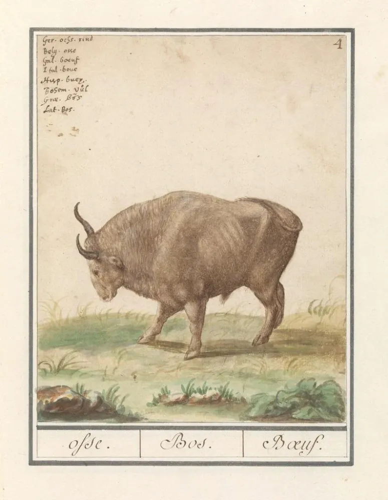 Maalaus Bœuf Bos taurus bœufs Bos Bœuf - Anselmus Botius de Boodt | Taidetuloste
