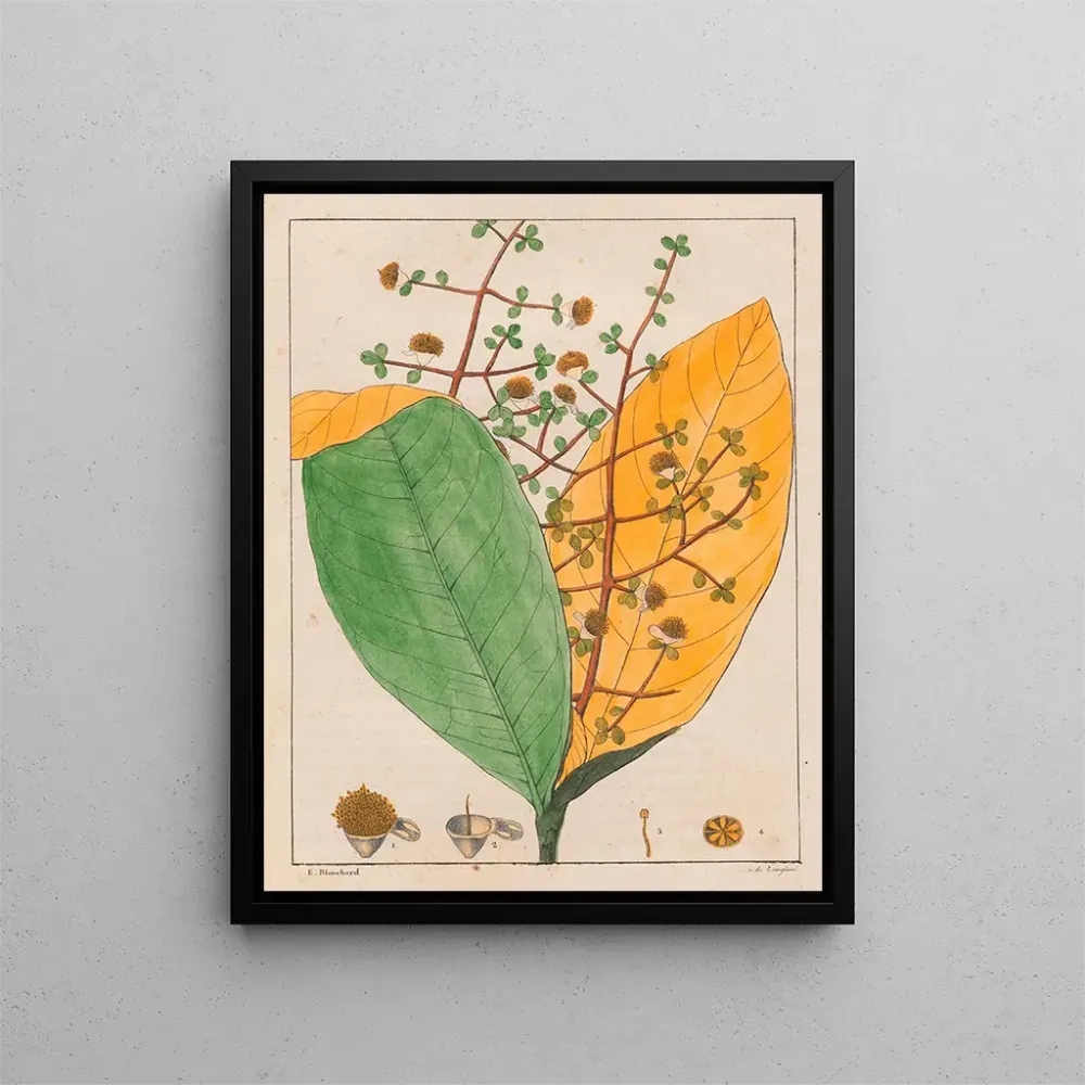 Maalaus Calyptranthes aromatica - Auguste de Saint-Hilaire | Taidetuloste