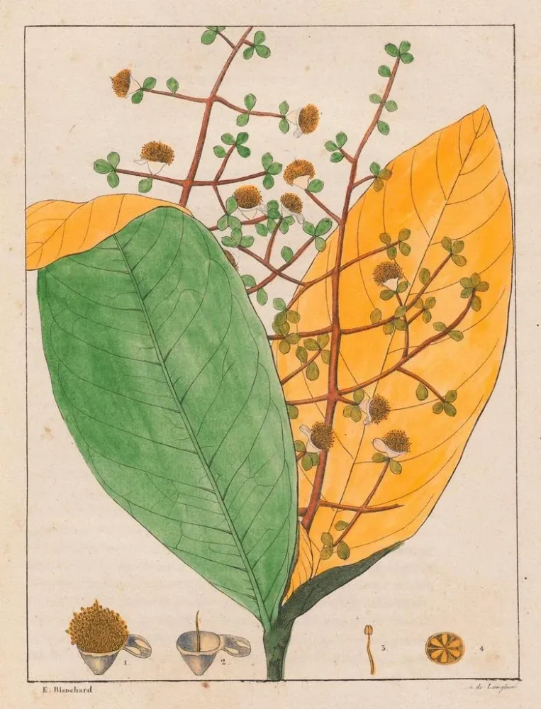Maalaus Calyptranthes aromatica - Auguste de Saint-Hilaire | Taidetuloste