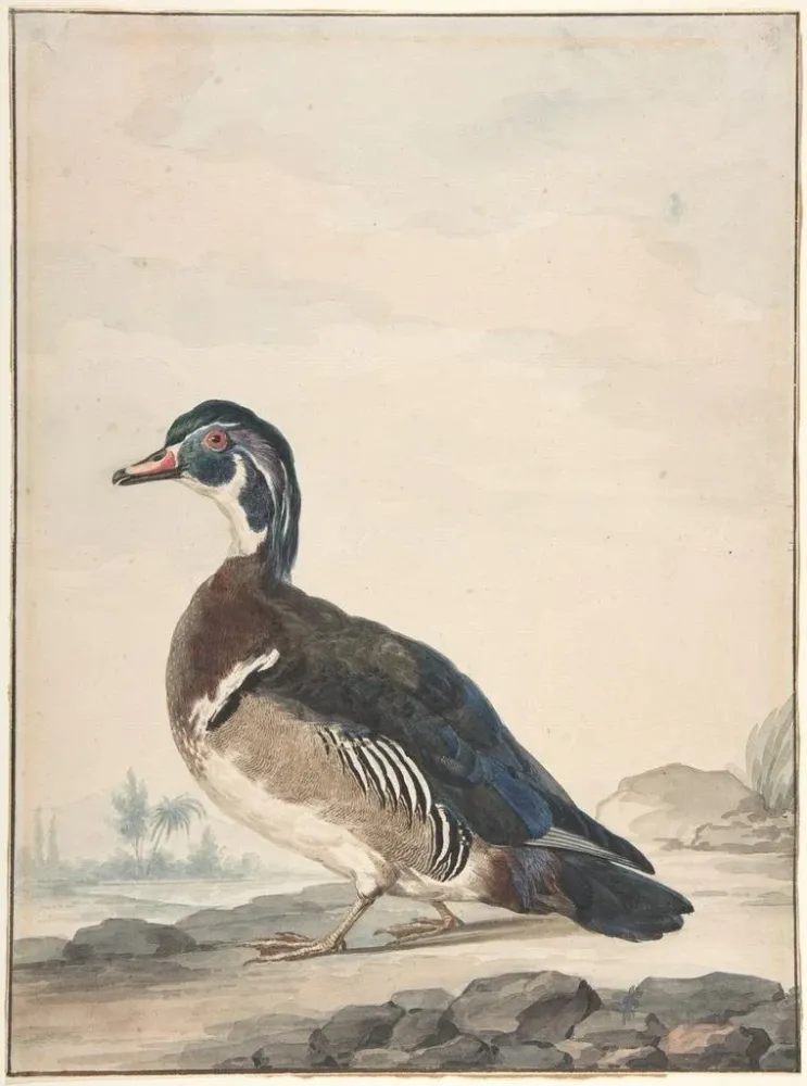 Maalaus Un canard - Aert Schouman | Taidetuloste