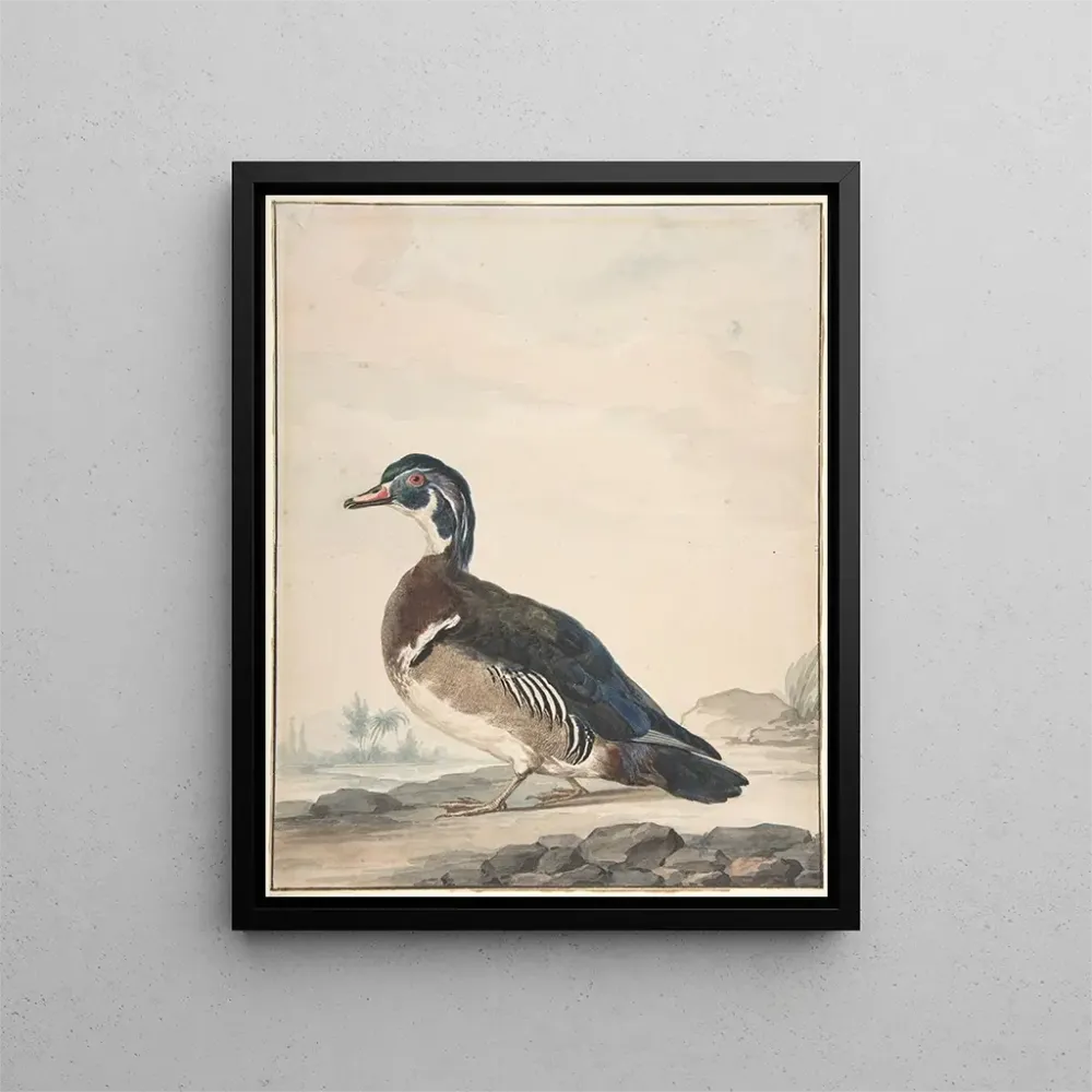 Maalaus Un canard - Aert Schouman | Taidetuloste