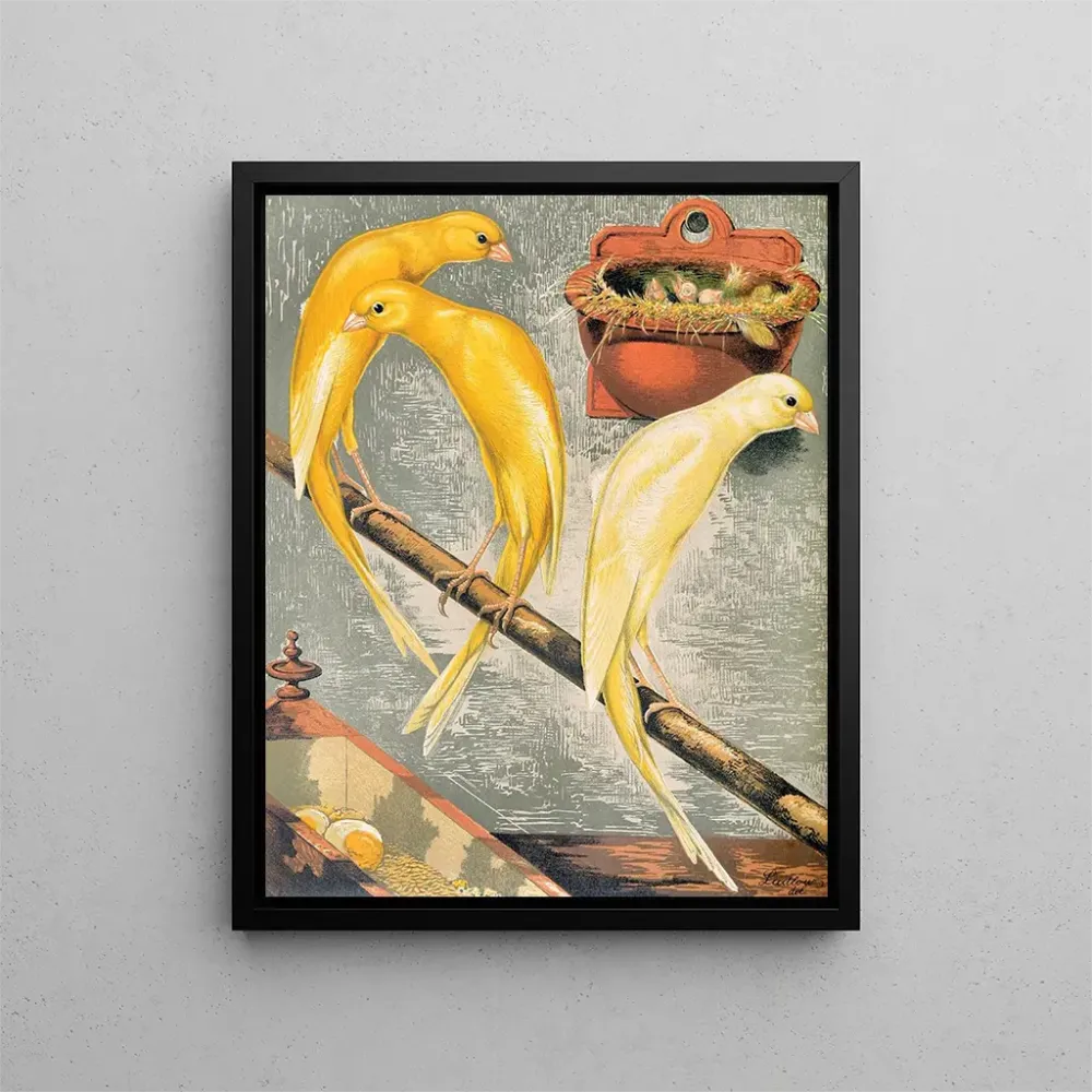Maalaus Canaris écossais fancy - W. . Blakston | Taidetuloste
