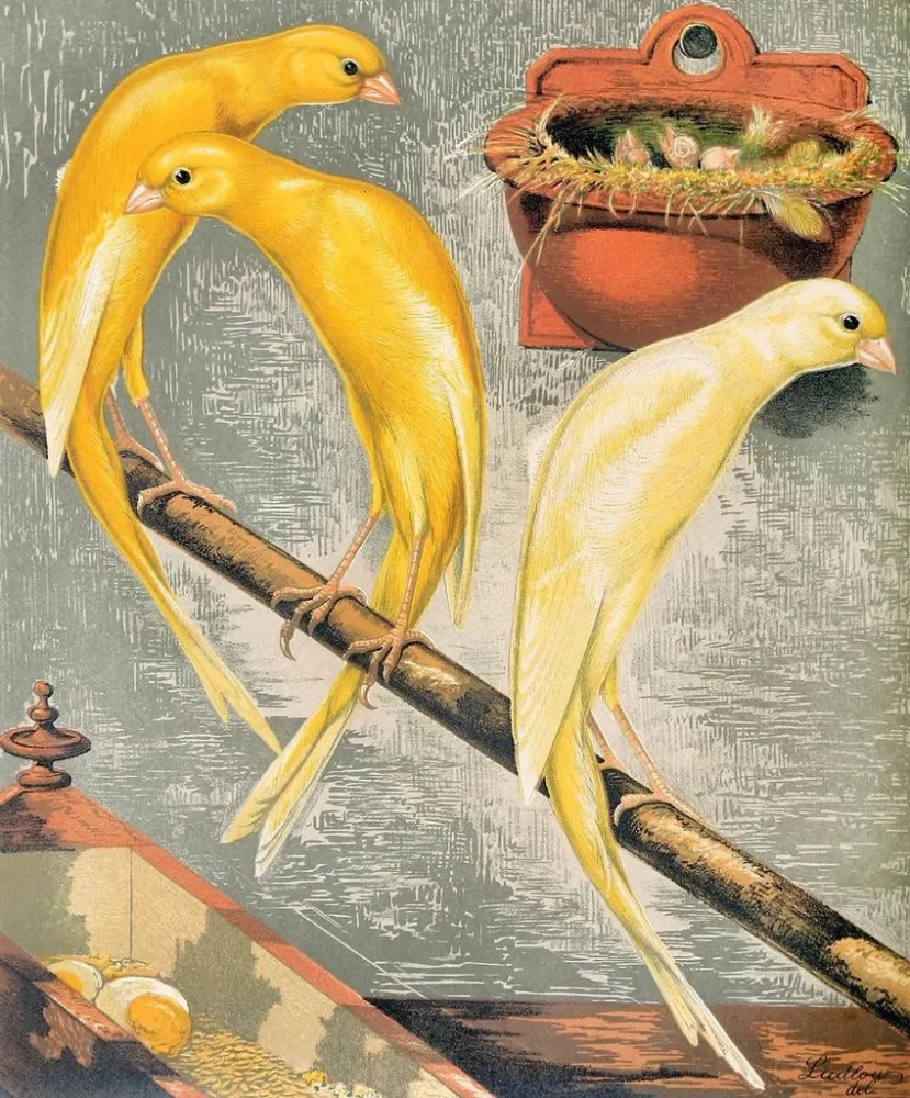 Maalaus Canaris écossais fancy - W. . Blakston | Taidetuloste