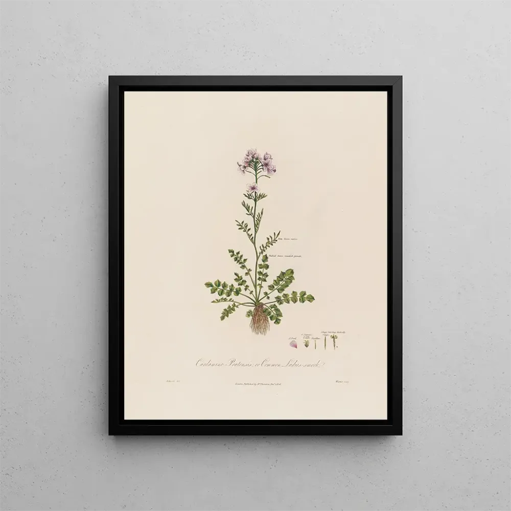 Maalaus Cardamine pratensis ou cresson des prés - Robert John Thornton | Taidetuloste