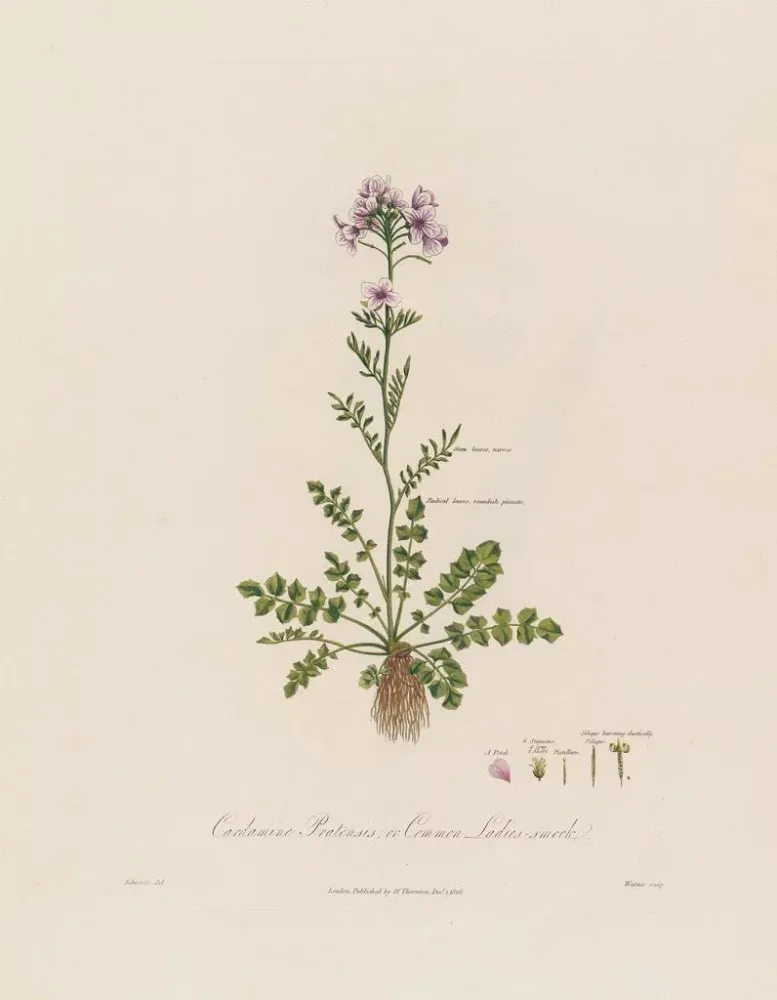 Maalaus Cardamine pratensis ou cresson des prés - Robert John Thornton | Taidetuloste