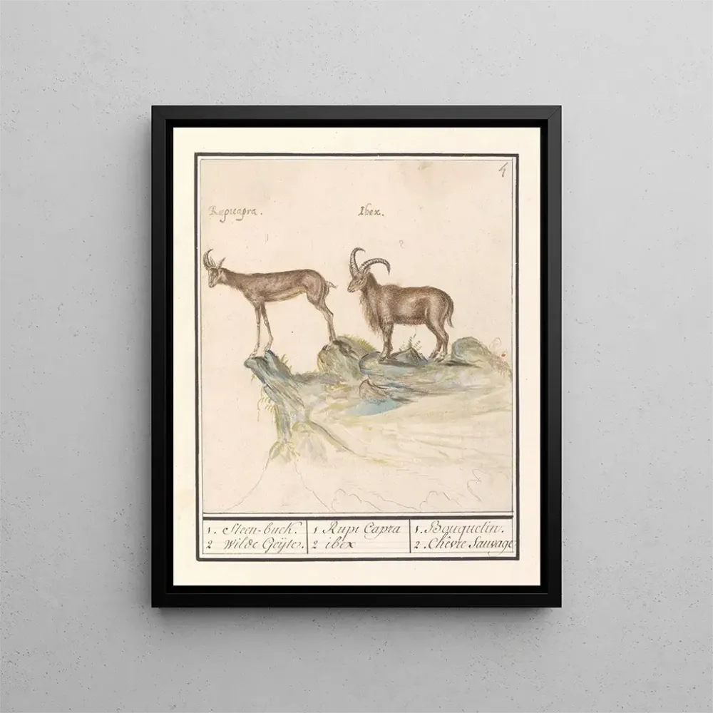 Maalaus Chamois Rupicapra rupicapra ja Alppien vuoristokilpikonna Capra ibex 1 Steenbuck 2 Wilde Geijte - Anselmus Botius...