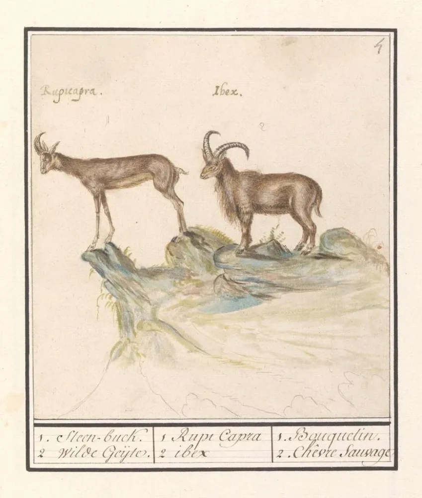 Maalaus Chamois Rupicapra rupicapra ja Alppien vuoristokilpikonna Capra ibex 1 Steenbuck 2 Wilde Geijte - Anselmus Botius...