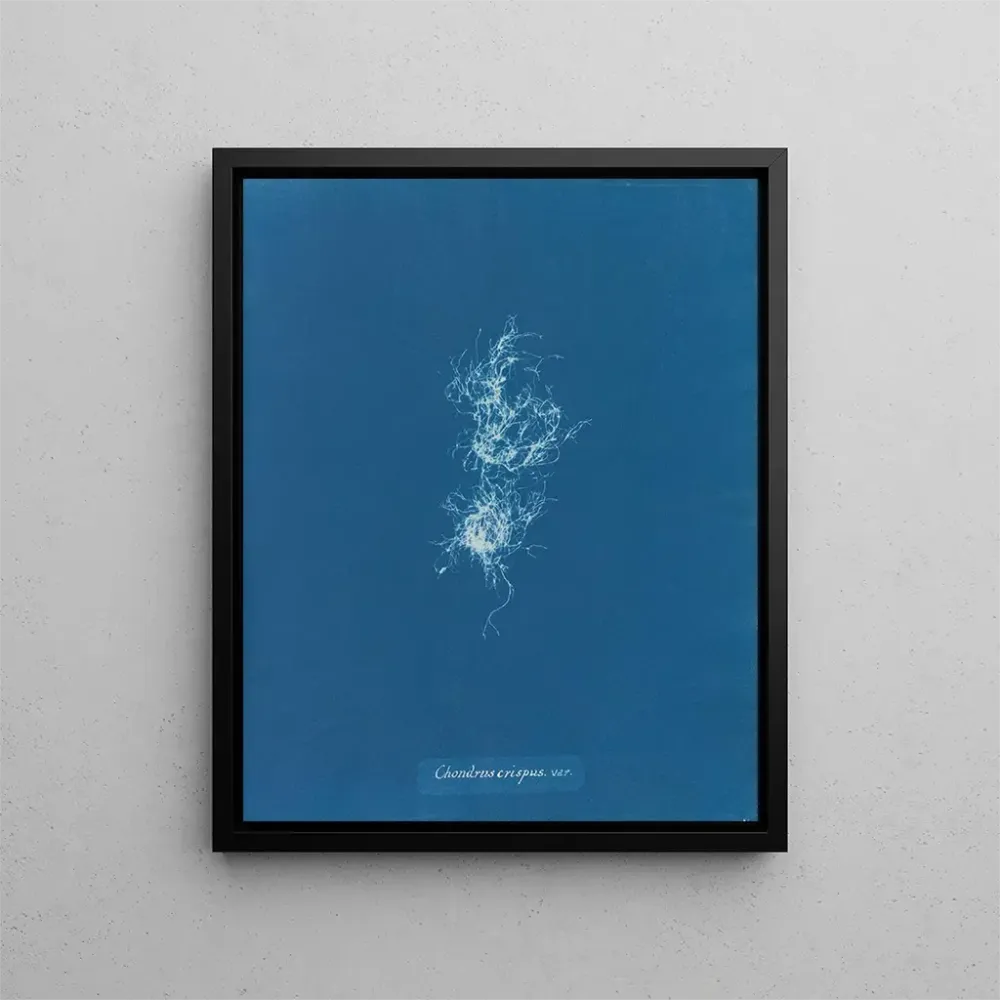 Maalaus Chondrus crispus var. - Anna Atkins | Taidetuloste