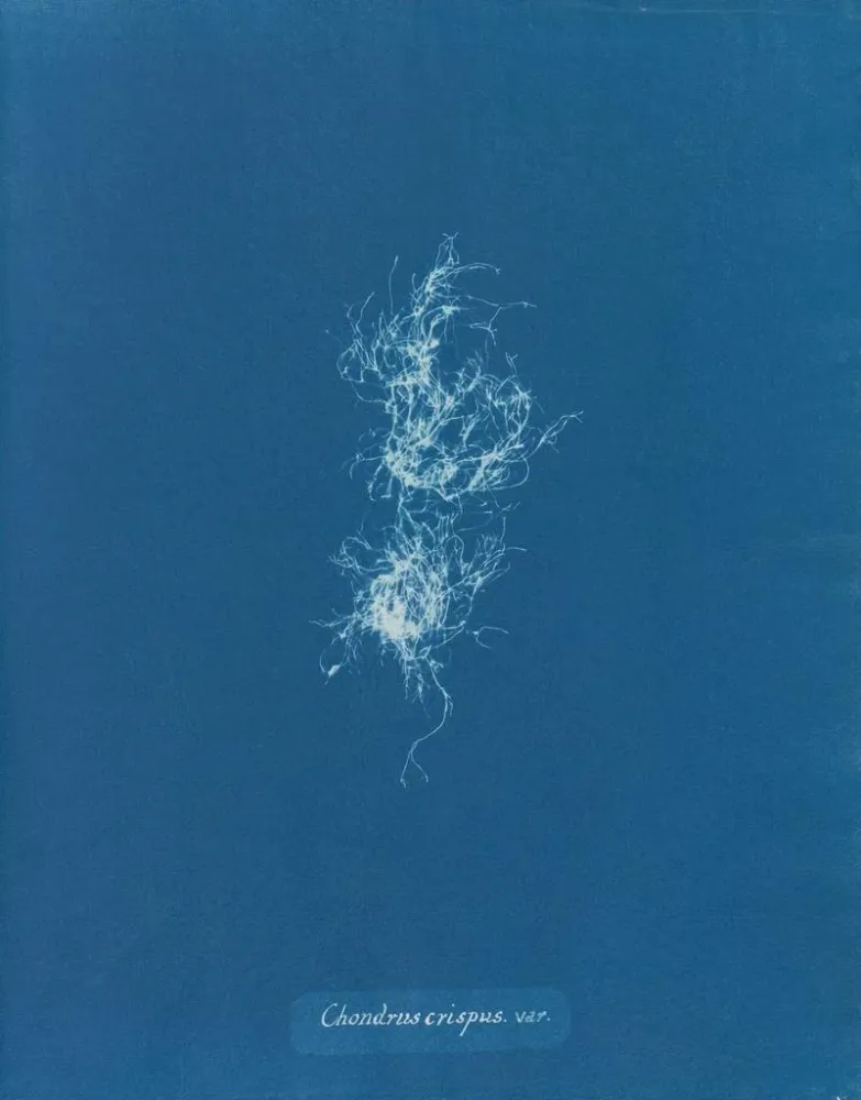 Maalaus Chondrus crispus var. - Anna Atkins | Taidetuloste