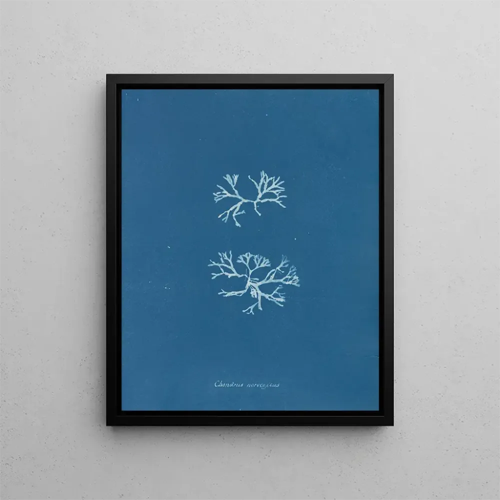 Maalaus Chondrus norvegicus - Anna Atkins | Taidetuloste