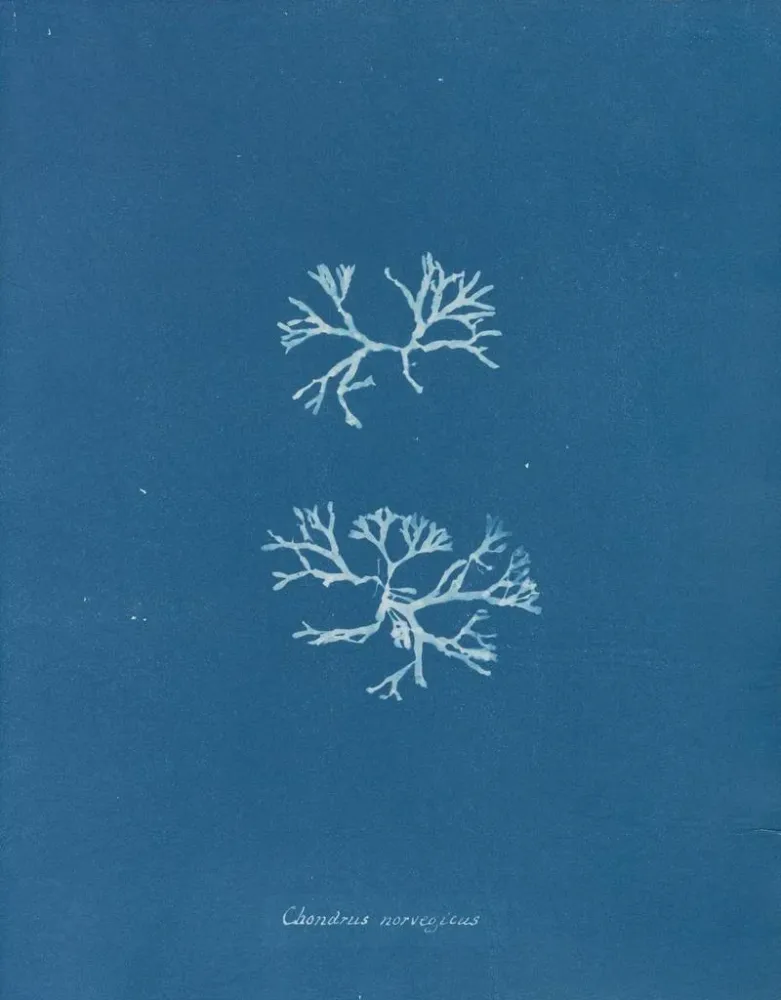 Maalaus Chondrus norvegicus - Anna Atkins | Taidetuloste