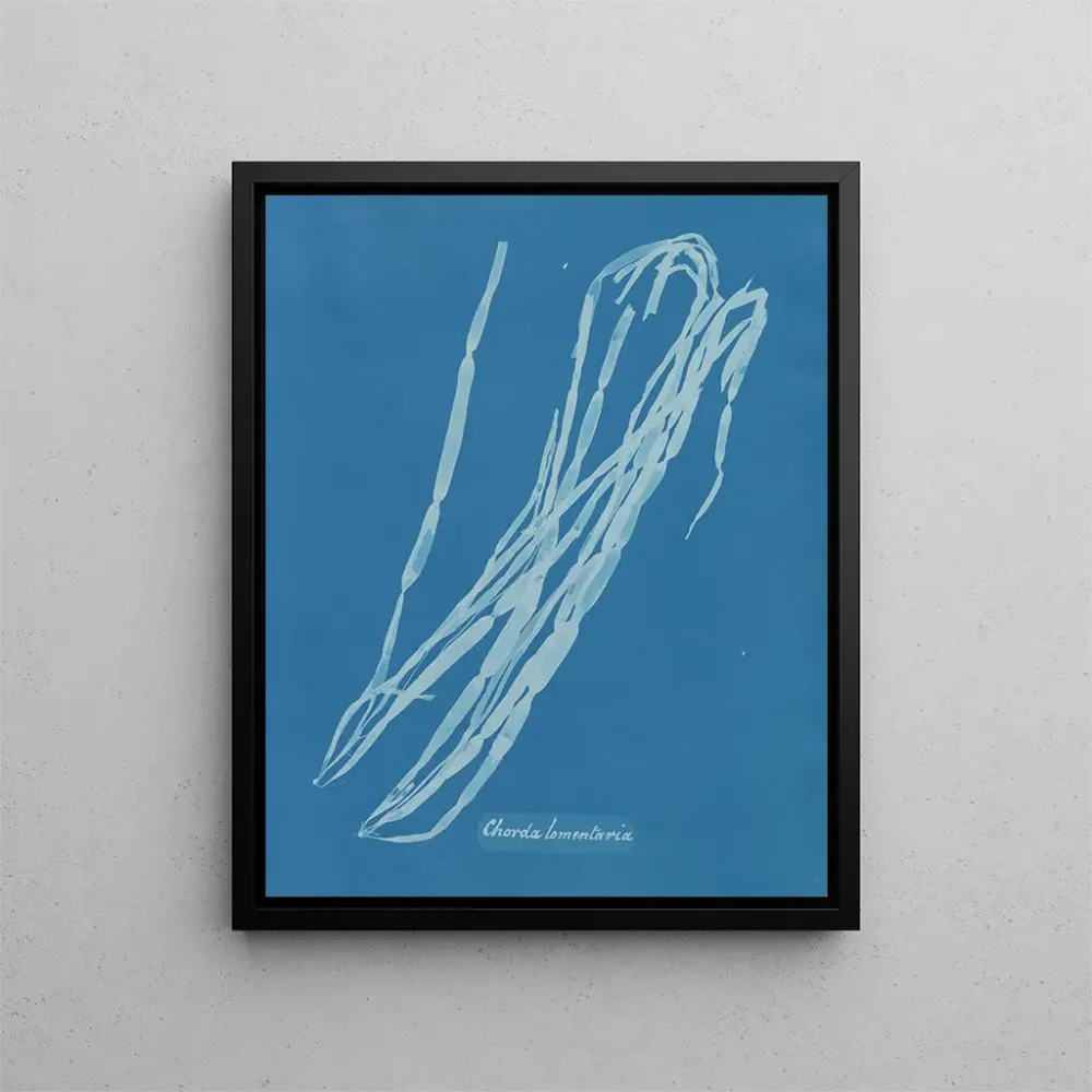 Maalaus Chorda lomentaria - Anna Atkins | Taidetuloste