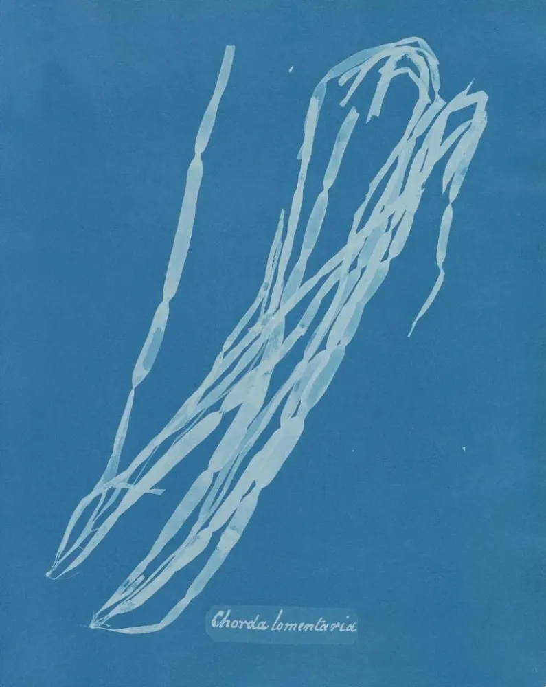 Maalaus Chorda lomentaria - Anna Atkins | Taidetuloste