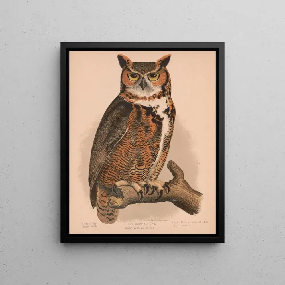Maalaus Chouette hulotte - Louis Prang Co | Taidetuloste