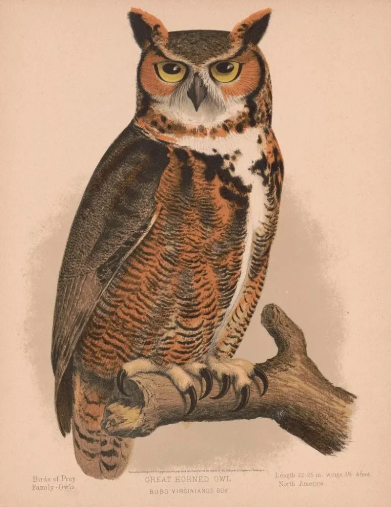 Maalaus Chouette hulotte - Louis Prang Co | Taidetuloste