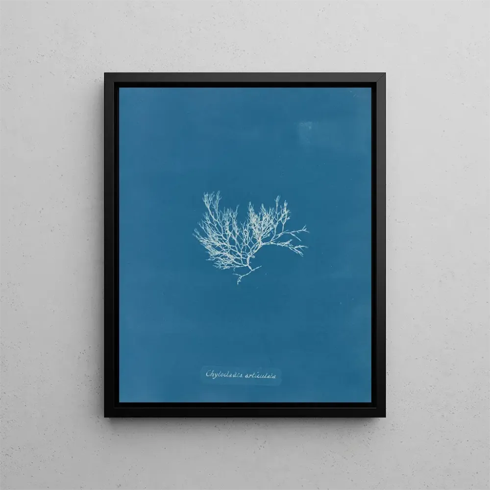 Maalaus Chylocladia articulé - Anna Atkins | Taidetuloste