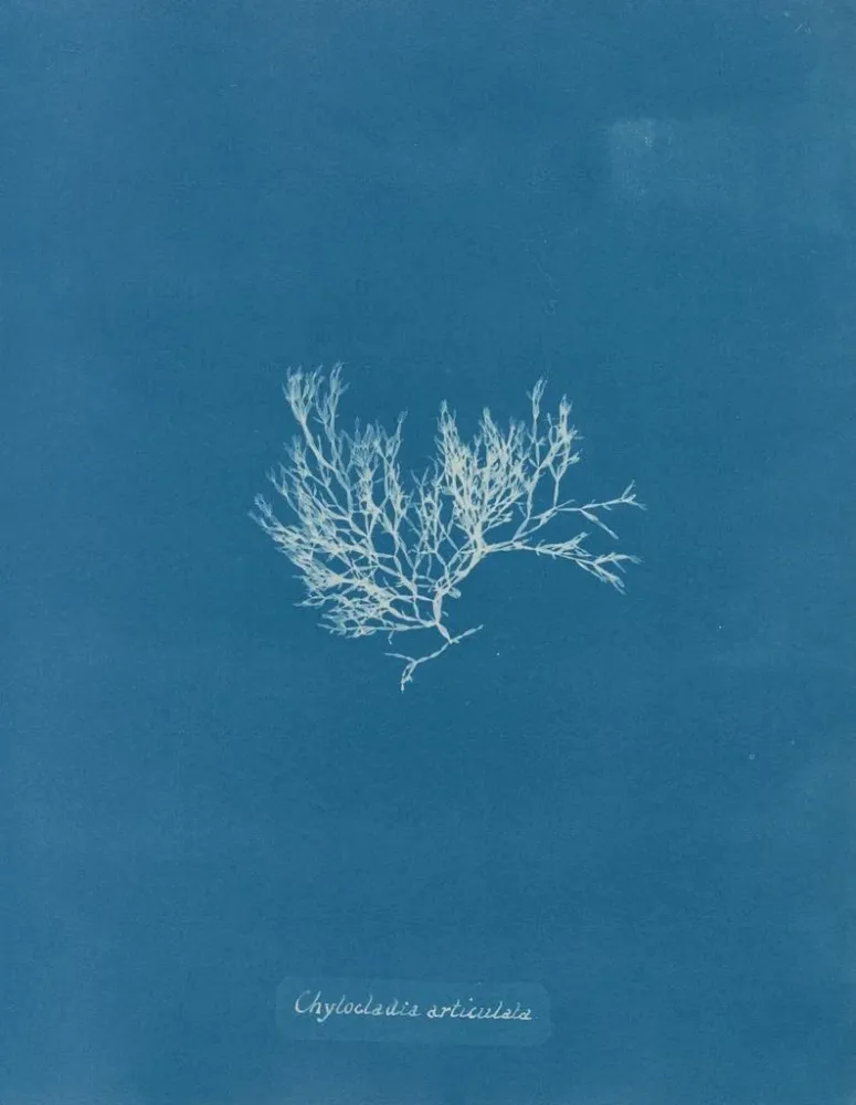 Maalaus Chylocladia articulé - Anna Atkins | Taidetuloste