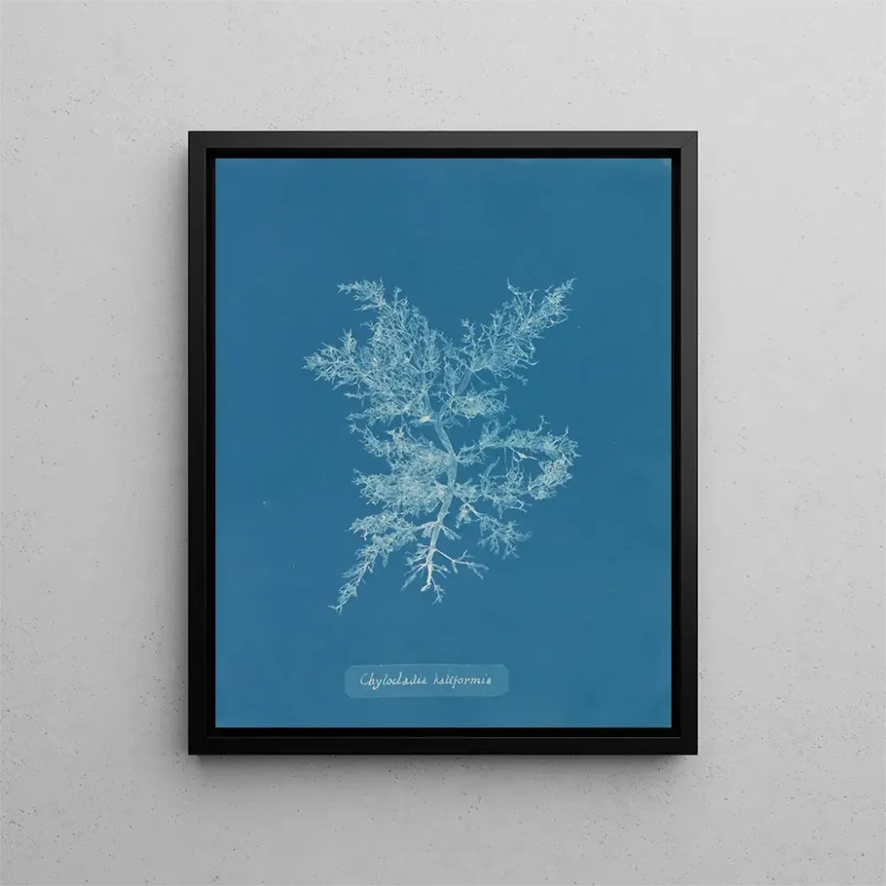 Maalaus Chylocladia califormis - Anna Atkins | Taidetuloste