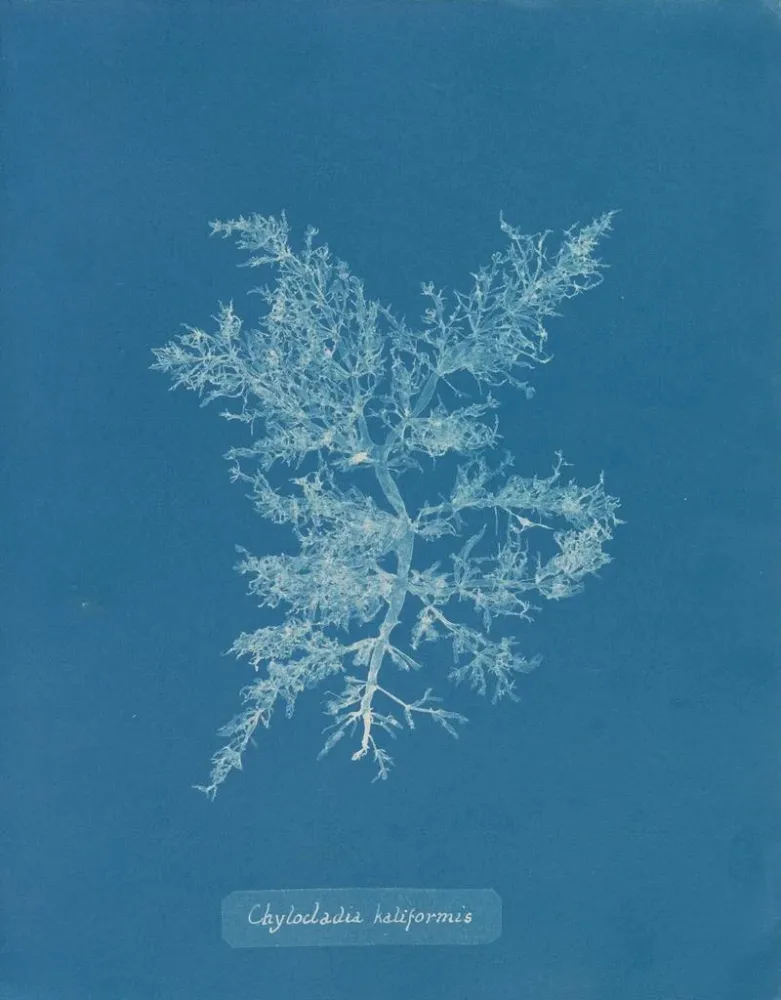 Maalaus Chylocladia califormis - Anna Atkins | Taidetuloste