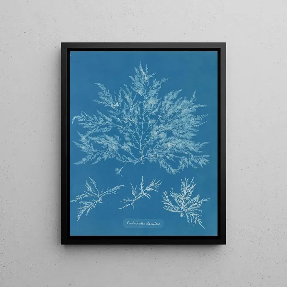 Maalaus Chylocladia clavellosa - Anna Atkins | Taidetuloste