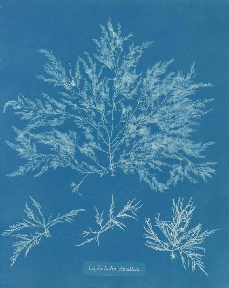 Maalaus Chylocladia clavellosa - Anna Atkins | Taidetuloste