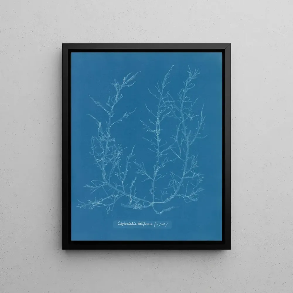Maalaus Chylocladia kaliformis dans les fruits - Anna Atkins | Taidetuloste