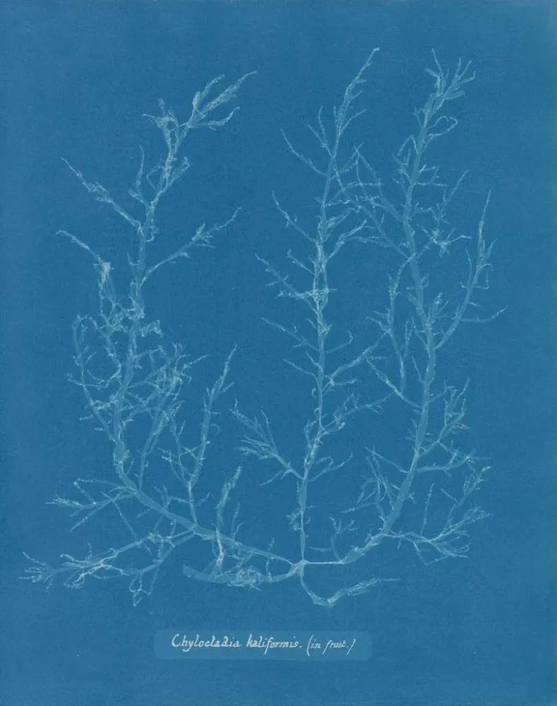 Maalaus Chylocladia kaliformis dans les fruits - Anna Atkins | Taidetuloste
