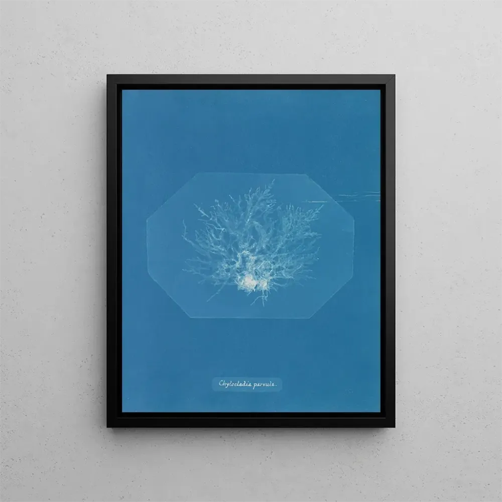 Maalaus Chylocladia petite - Anna Atkins | Taidetuloste