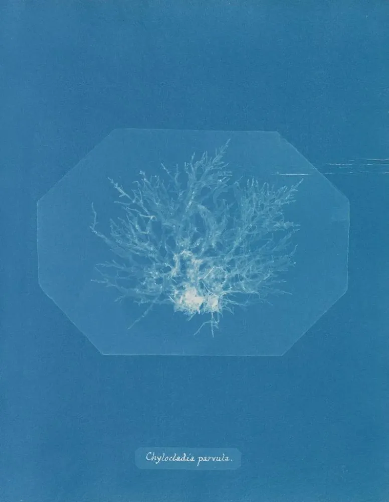 Maalaus Chylocladia petite - Anna Atkins | Taidetuloste
