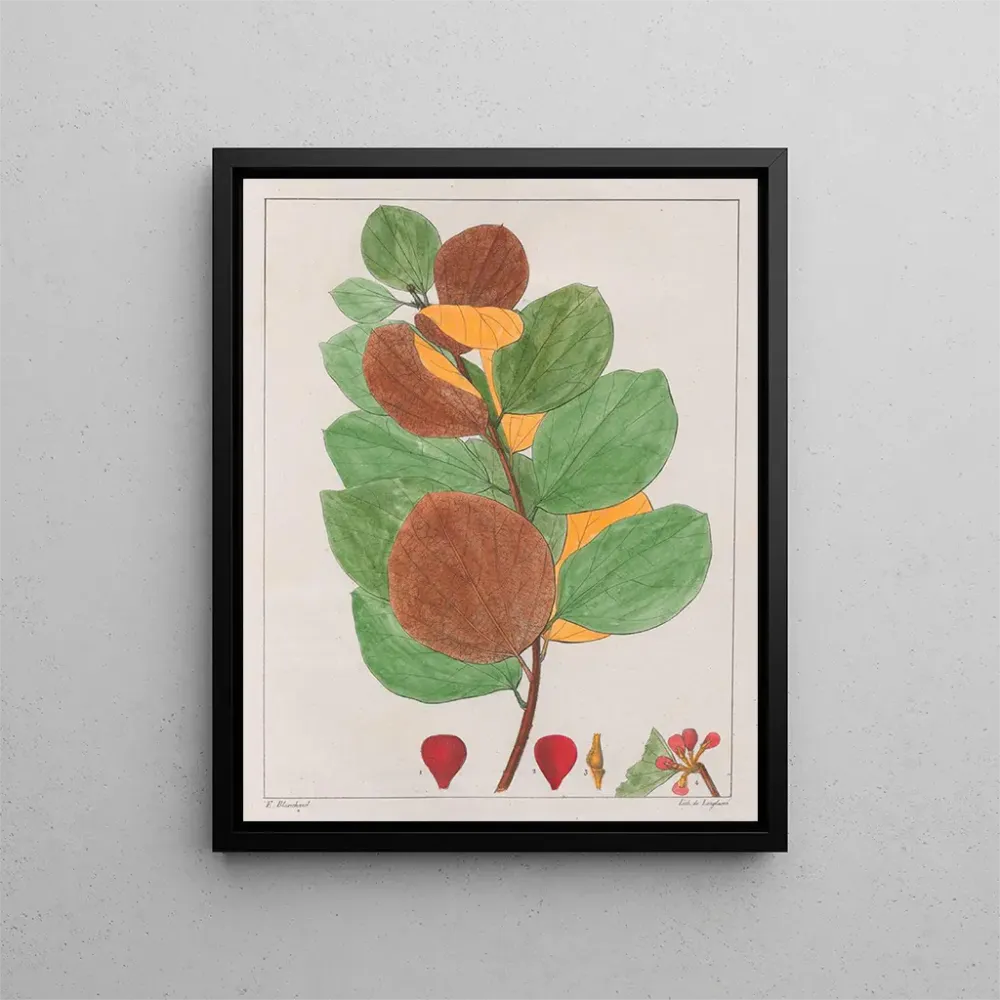 Maalaus Cissampelos ebracteata - Auguste de Saint-Hilaire | Taidetuloste