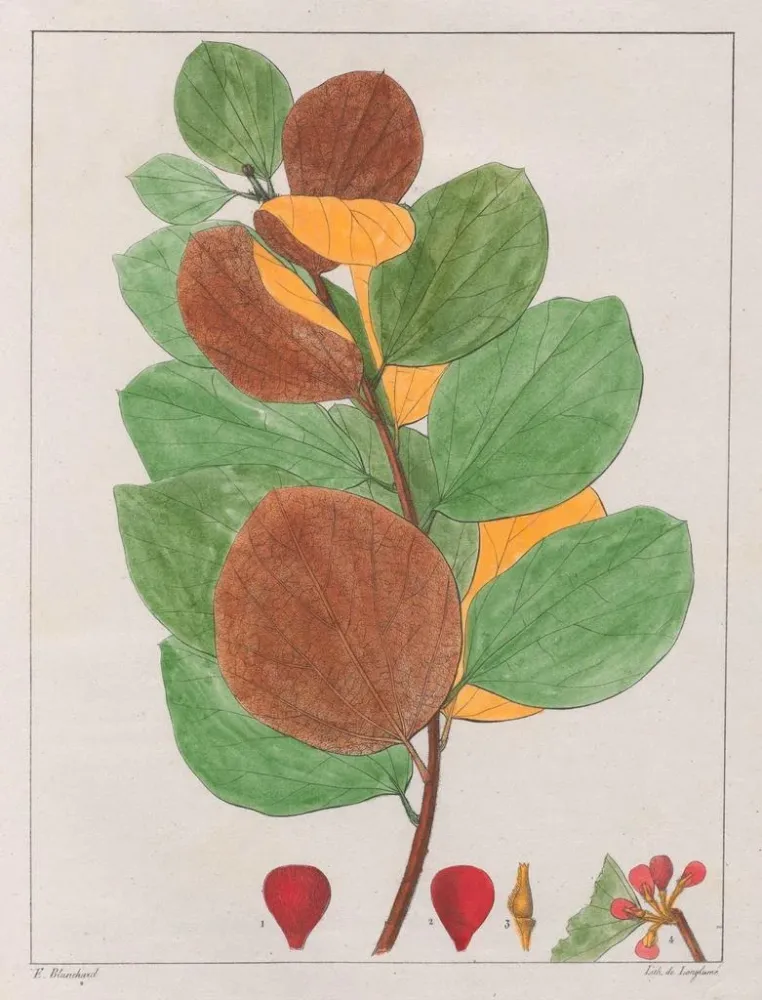 Maalaus Cissampelos ebracteata - Auguste de Saint-Hilaire | Taidetuloste